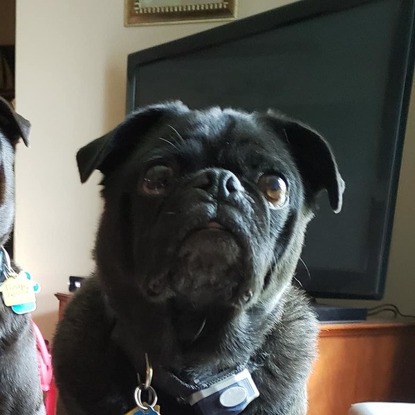 Search Ends At Proving Grounds For Missing Pug