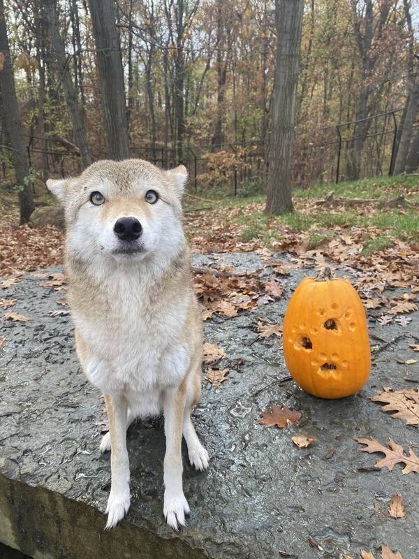 Howl-O-Ween Screeches Back to Howell Nature Center This Weekend