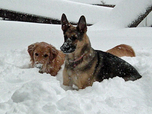 Owners Urged To Keep Pets & Animals Safe During Cold Snap