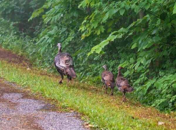 DNR: Help Track Michigan's Next Generation Of Wild Turkeys