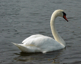 Group Protests Against Invasive Mute Swan Control Program