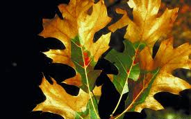 MDNR: Choose Winter Pruning To Help Prevent Oak Wilt