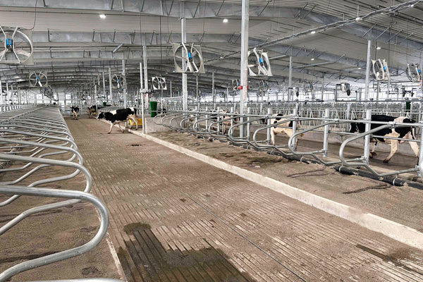 Monday Marked "Moo-ving Day" For Dairy Cattle At MSU