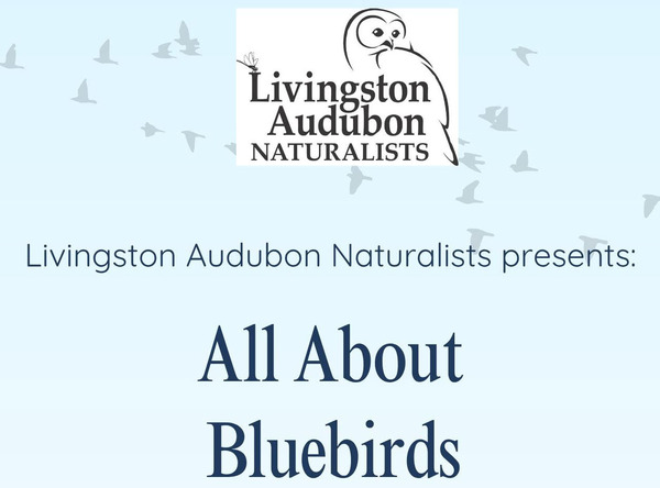 Livingston Audubon Naturalists to Host "All About Bluebirds" Program