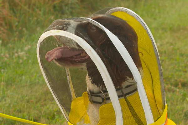 Former K-9 Maple "Busy As A Bee" Sniffing Out Threats To MSU Colonies