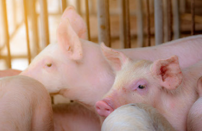 Swine Flu Detected at Oakland County Fair