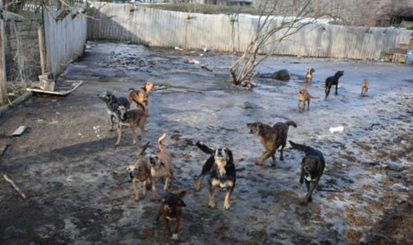Shelter Overcrowding Prompts Emergency Pop-Up Dog Adoption Event