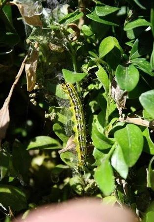 Box Tree Moth Confirmed In Genesee County