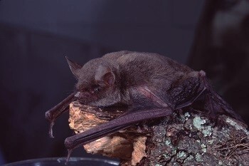 MDNR Celebrating Bat Week