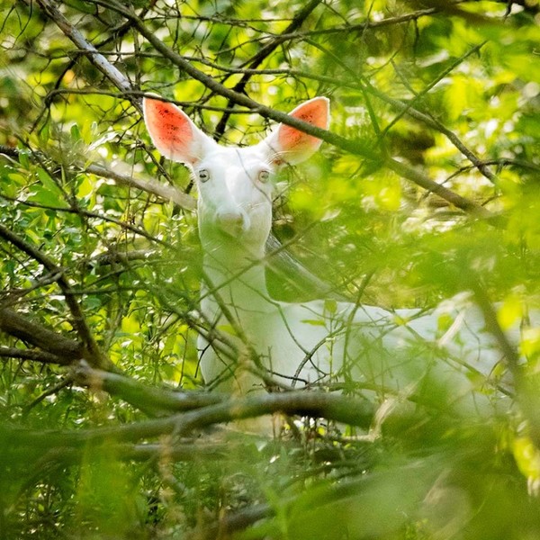 Albino Deer Has Fawns At Kensington Metropark