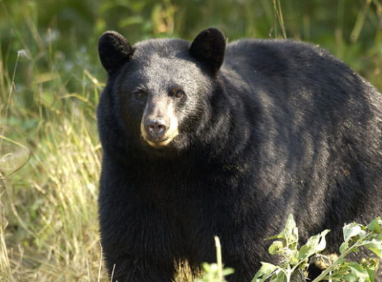 Traveling Up North? The DNR Says to Report Black Bear Sightings