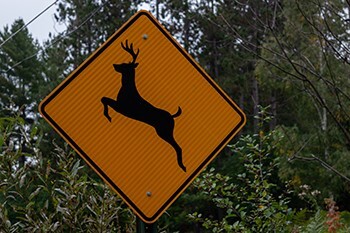 DNR Publishes Open Letter to Michigan Deer Hunters