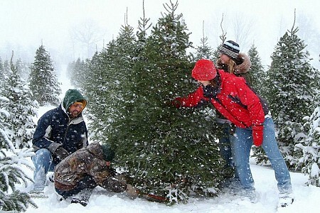 Gov. Whitmer Declares December as MI Christmas Tree Month