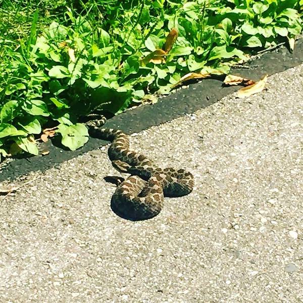 Rattlesnake Spotted On Border To Border Trail