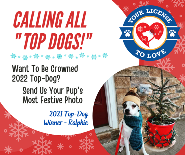 County Launches "License To Love" Campaign & Dog Photo Contest