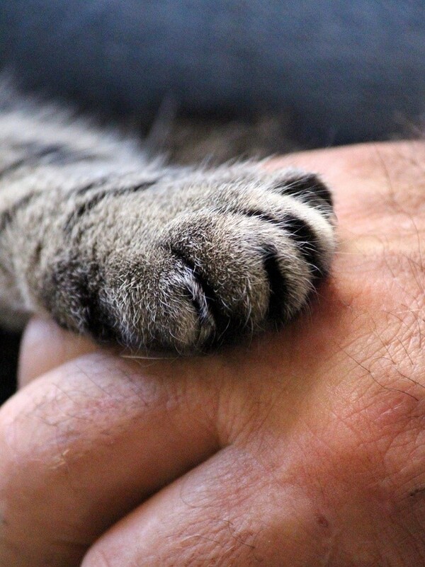 Humane Society Of Huron Valley Commemorates 15 Years Of Pet Loss Support Group
