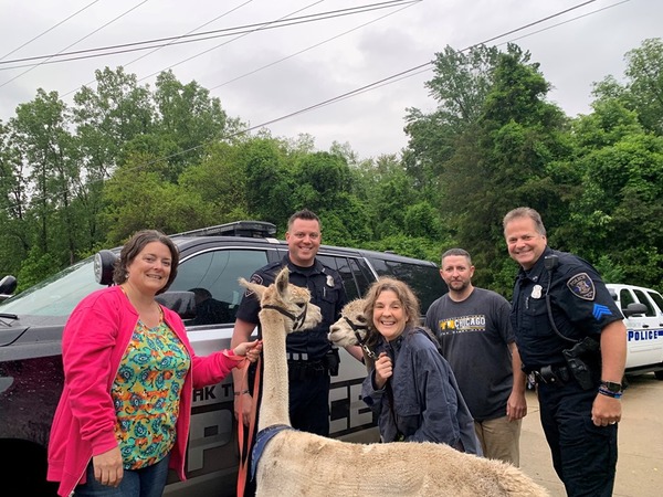 Alpacas Escape, Reunited with Owner