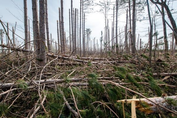 State Forest Management Plan Delayed Due To Ice Storm Damage