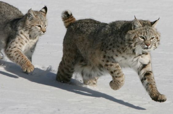 Bobcat Spotted In Linden Area