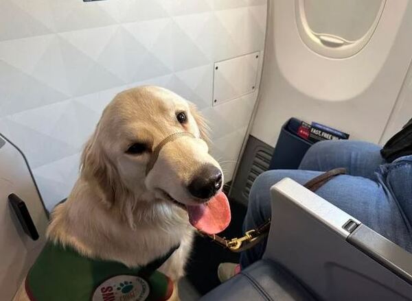 Future Assistance Dogs "Earn Their Wings" At Detroit Metro Airport