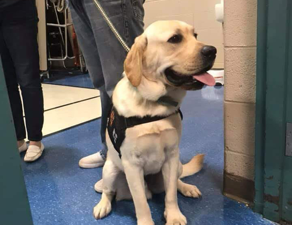 All Schools in Brighton to Soon Have Own Therapy Dog