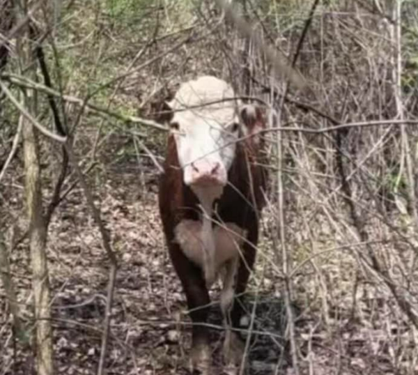 Rescuers Search for Escaped Steer near I-75 in Holly