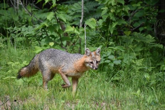 DNR: Report Sightings Of Michigan's Elusive Gray Fox