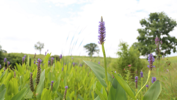 Volunteers Needed for Planting Days at Indian Springs Metropark