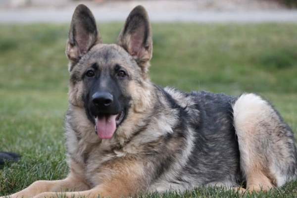 Search Is On For South Lyon Couple's Dog After Crash