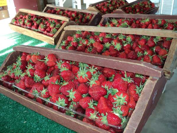 Local Berry Farm Experiencing "Severe Crop Loss"