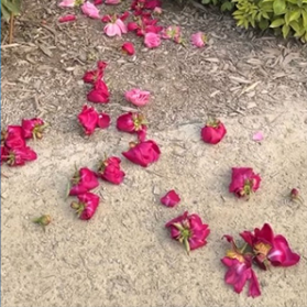 Vandals Snip U of M's Popular Peonies
