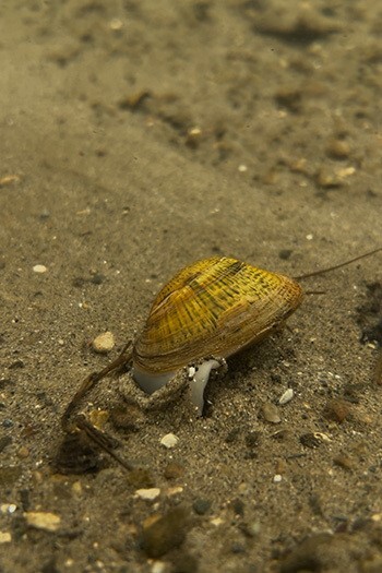 7,500 Endangered Snuffbox Mussels Stocked In Huron, Clinton Rivers & Cass Lake