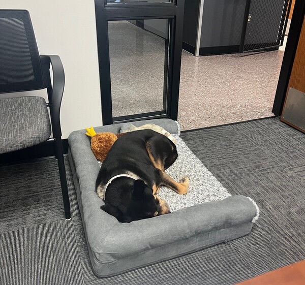 Milford Police Adopt Stray Dog for Department