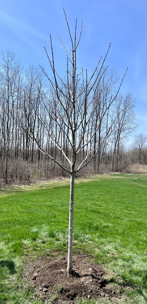 City Of South Lyon Hosts Arbor Day Event