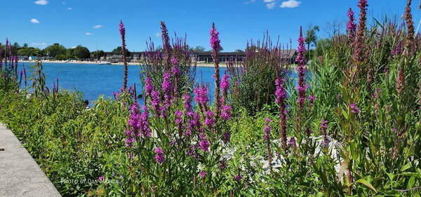 Calling 2024 Michigan State Park Photo Ambassadors