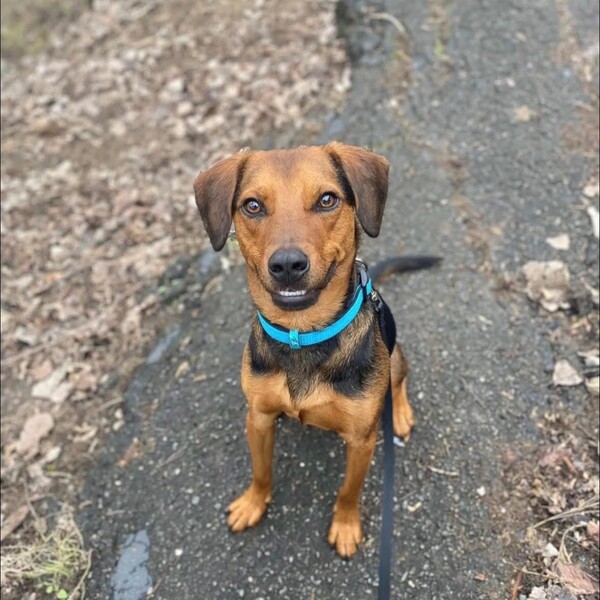 Derby De Mayo Pawty at Bark Bark Adventure Park in Wixom
