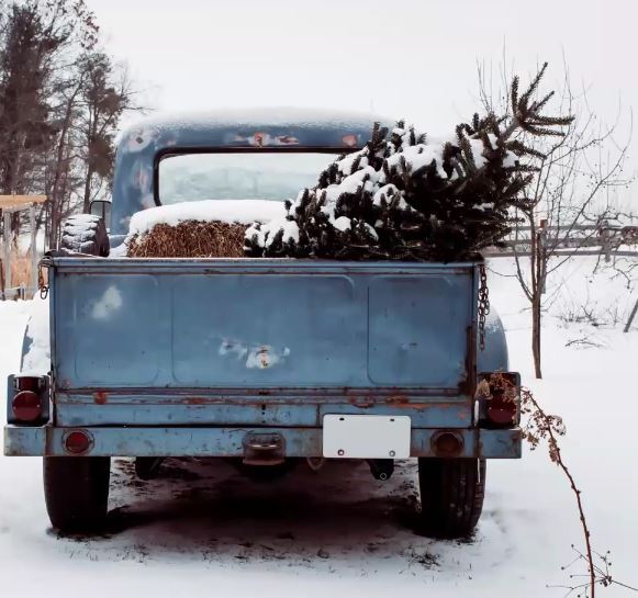 MDARD Hosts “Holiday Hitchhikers: Unpacking Pests In Christmas Trees”