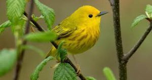 Migratory Songbird Walk This Weekend