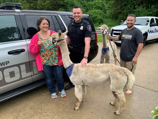 Alpacas Escape, Reunited with Owner