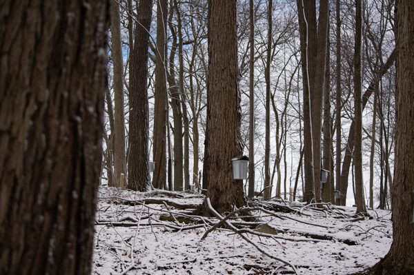 Maple Sugaring Month At Huron-Clinton Metroparks
