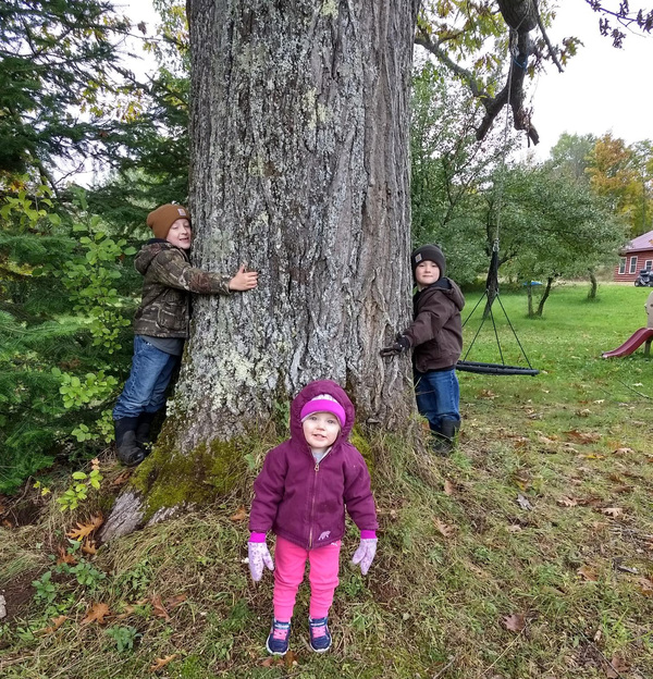 Michigan Big Tree Hunt Underway, Submissions Sought