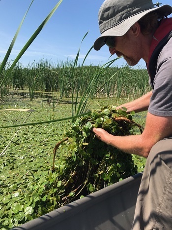 Boaters Asked To Help Stop Spread Of Invasive Plants