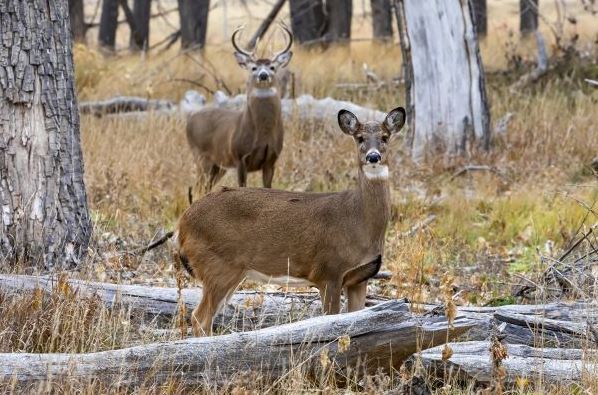 Michigan Limits Hunters to One Buck in Lower Peninsula, Urges Doe Harvesting
