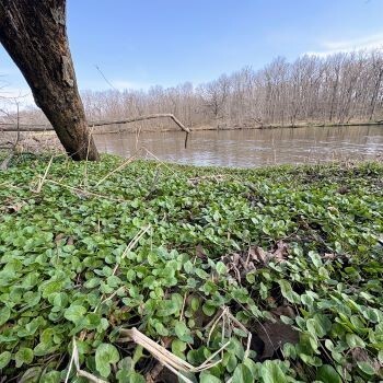 MDNR: Be On The Lookout For New Invasive Plant