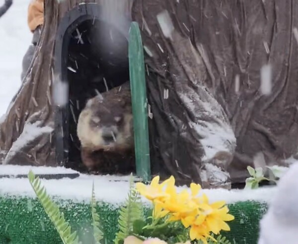 Howell's Woody the Groundhog Predicts Six More Weeks of Winter