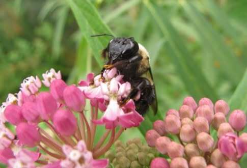 “Bee Kind” At Summer Bee Palooza 2026