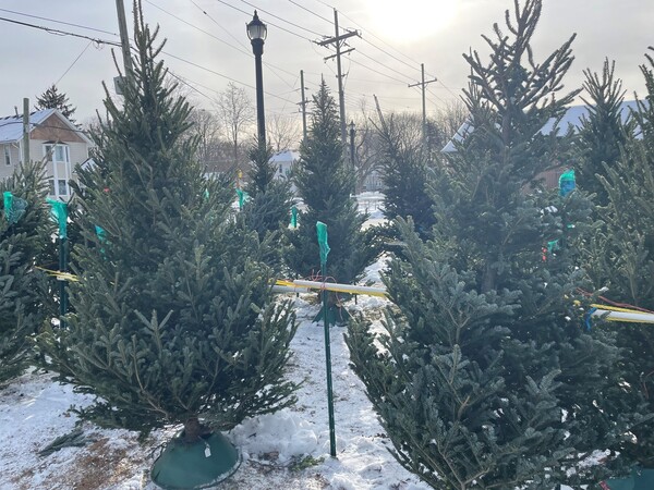 Kiwanis Club Of Whitmore Lake Offering Free Christmas Trees