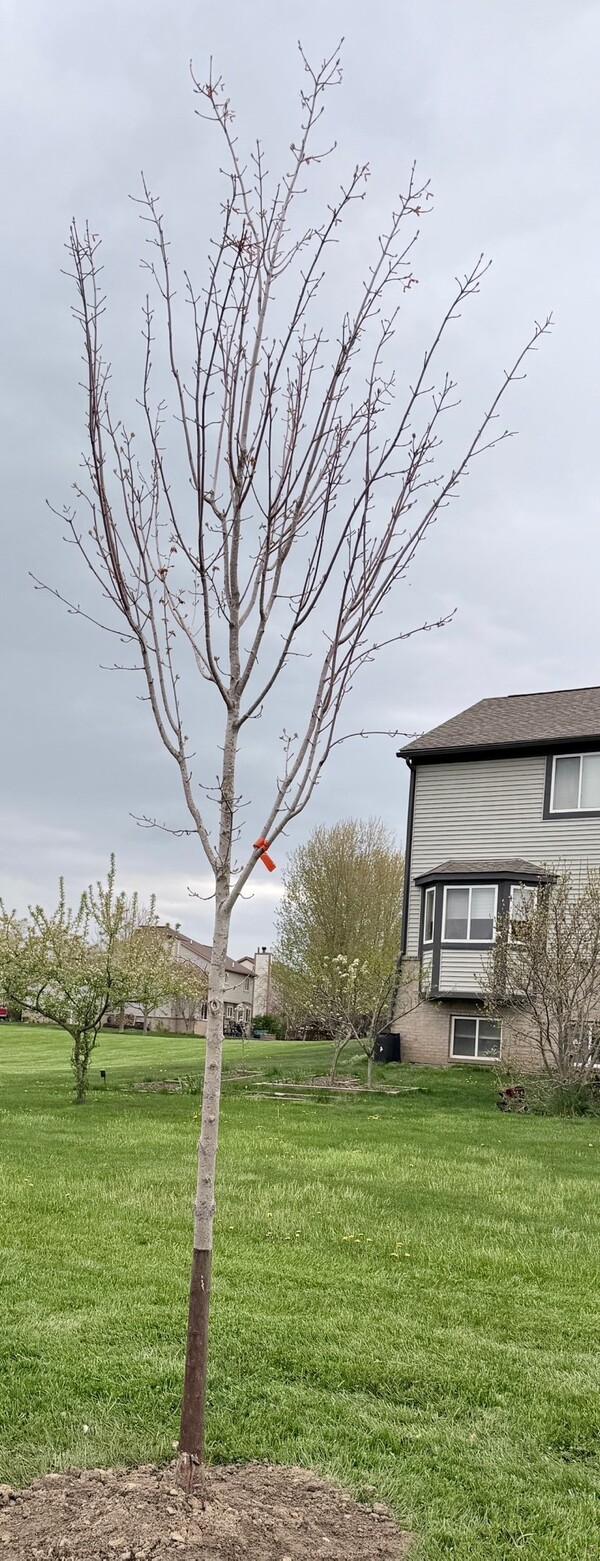 City Of South Lyon's 26th Annual Arbor Day Ceremony A Success