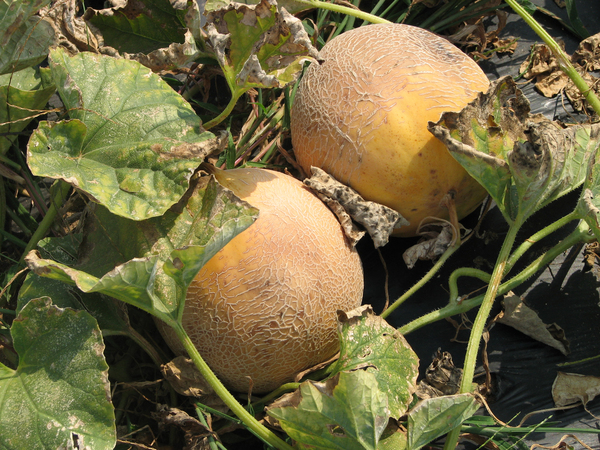 Howell Melon Festival Is Back, Spread Out For Safety