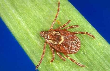 Health Department Seeking Prevalence Of Dangerous Ticks, Mosquitoes